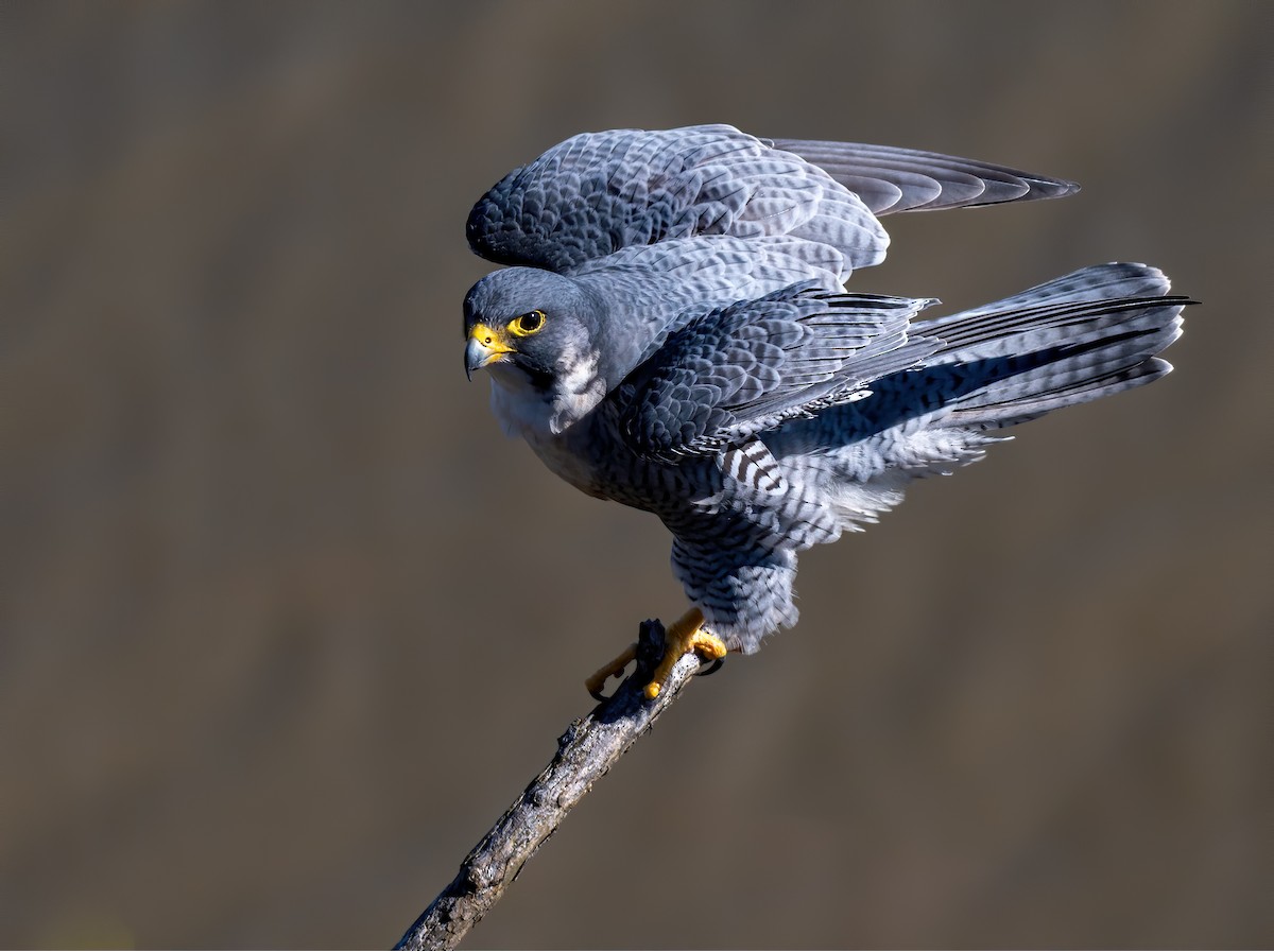 Peregrine Falcon - Matthew Addicks