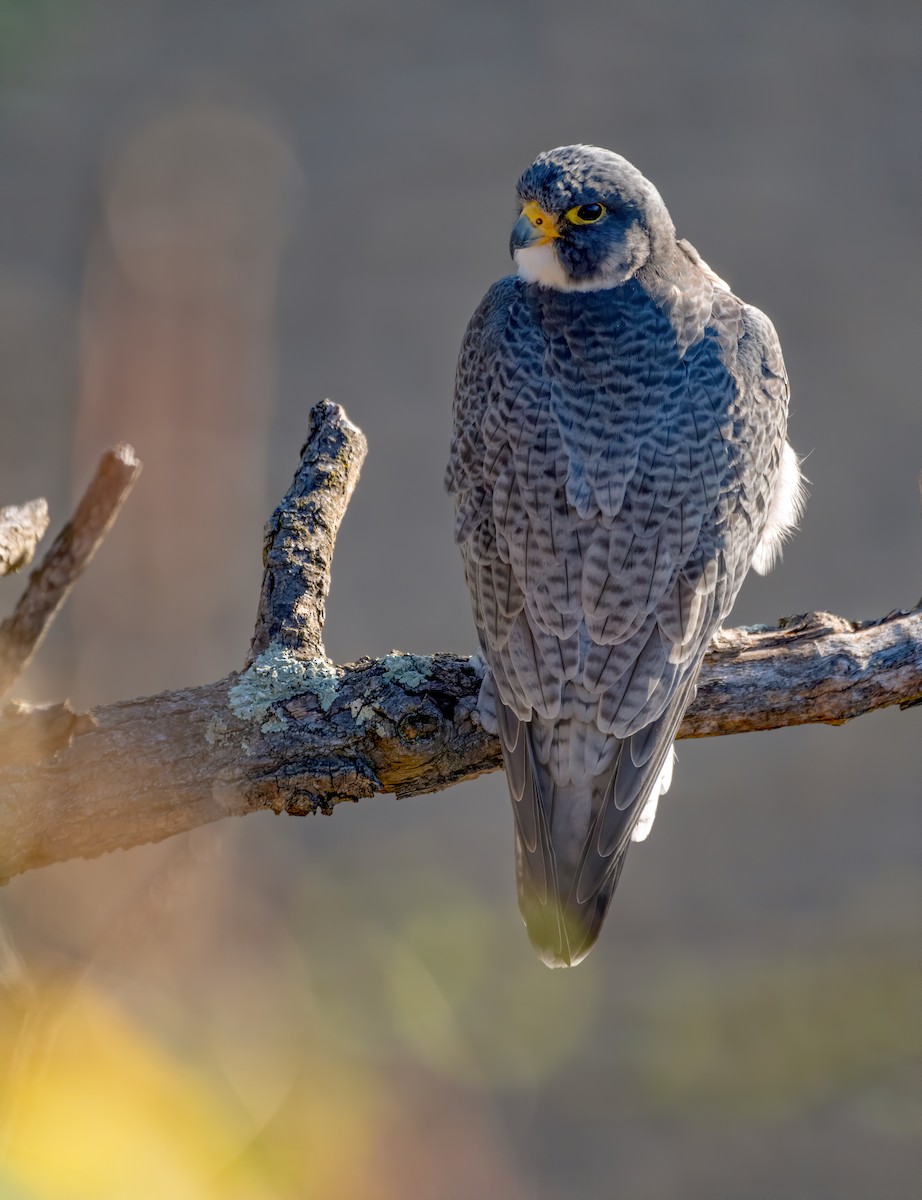 Peregrine Falcon - ML528987181