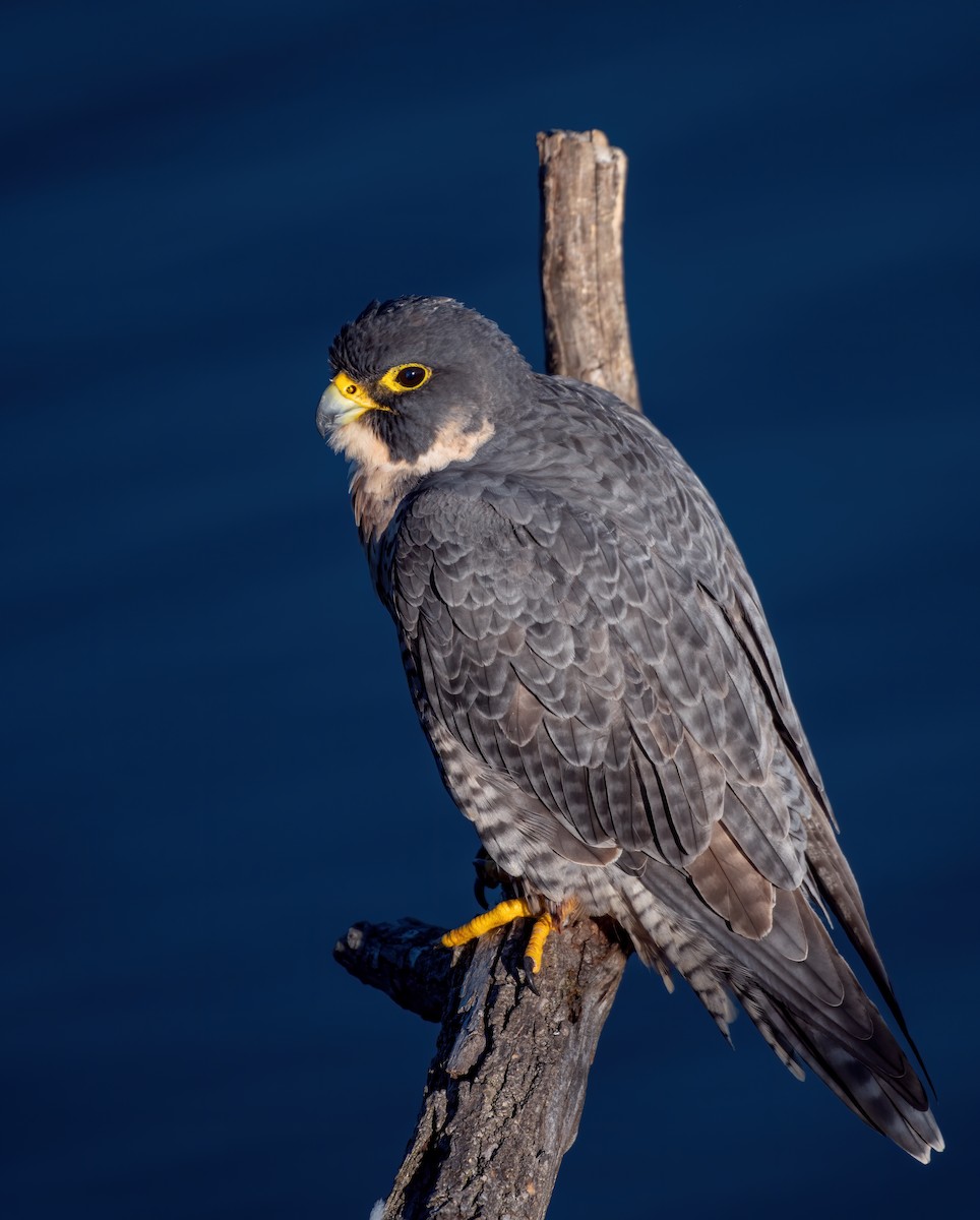 Peregrine Falcon - ML528987191