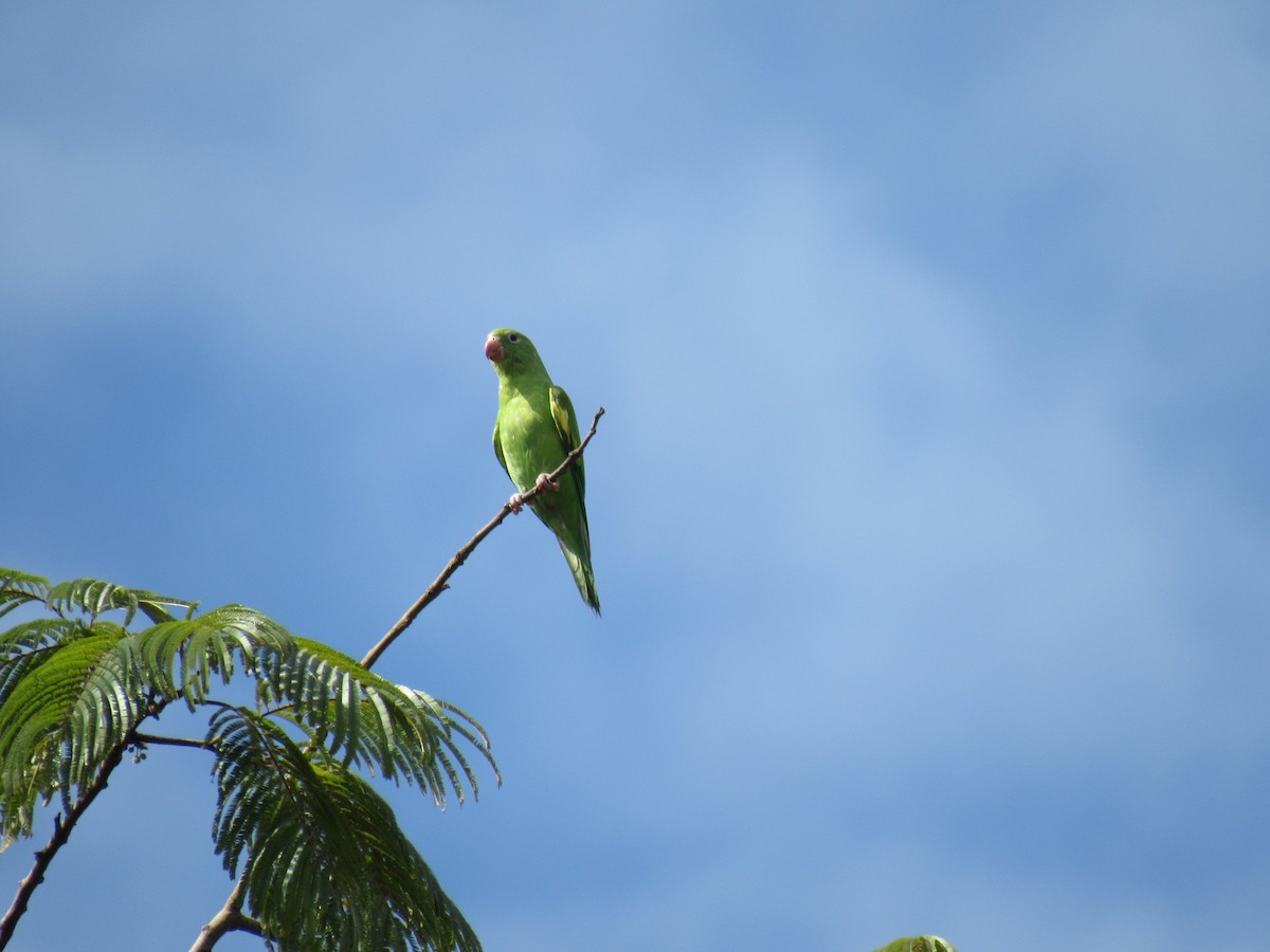 Yellow-chevroned Parakeet - ML528987911
