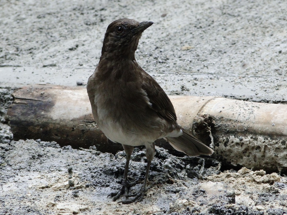 Black-billed Thrush - ML52898821