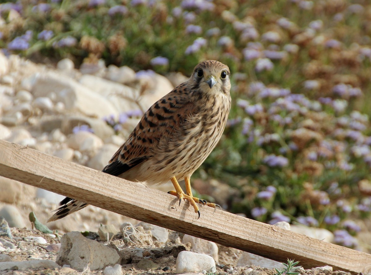 Eurasian Kestrel - ML528989191