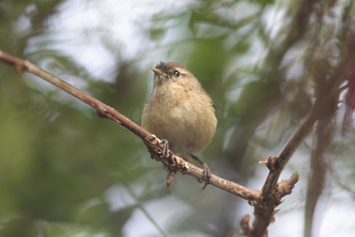 Canary Islands Chiffchaff - ML528989301