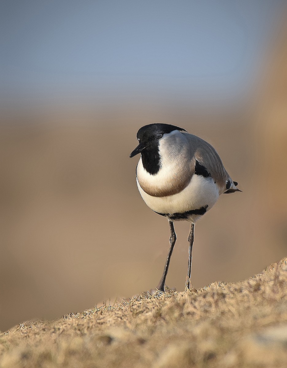 River Lapwing - ML528989651