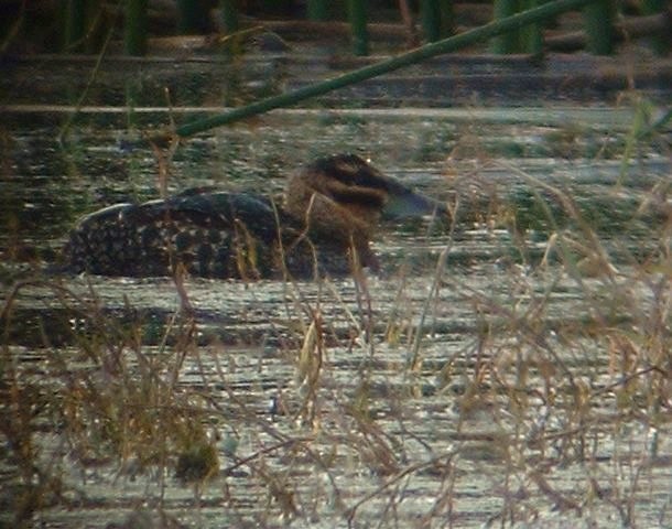 Masked Duck - ML528989831