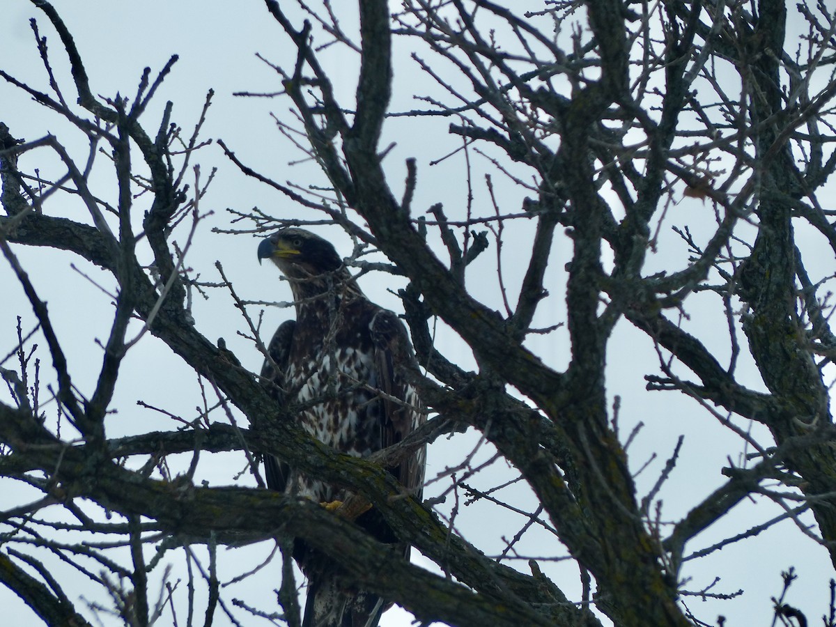 Bald Eagle - ML528992571