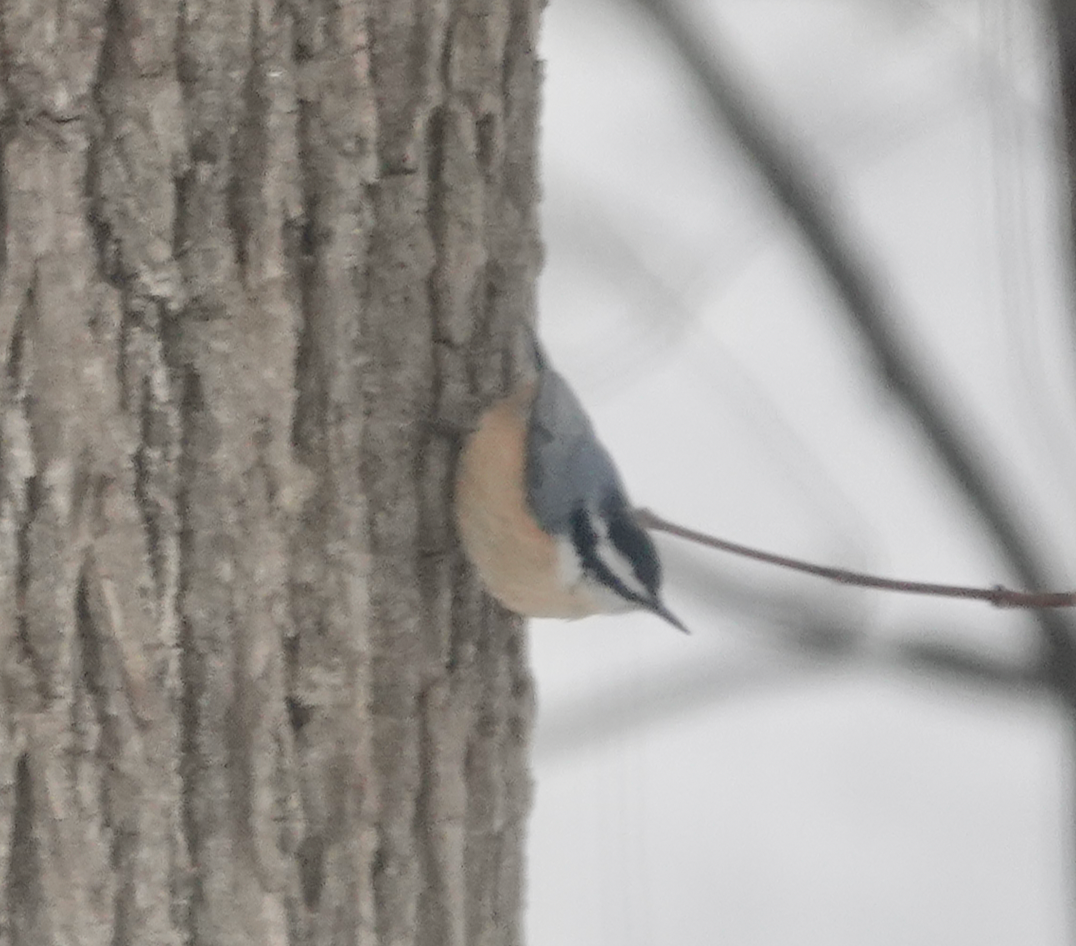 Red-breasted Nuthatch - ML528992951