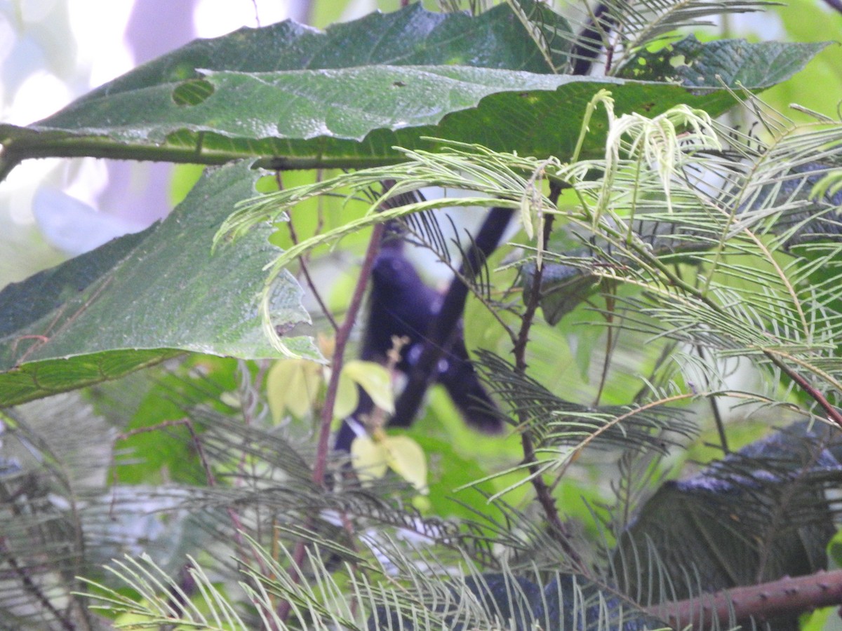 Black Antbird - ML528993501