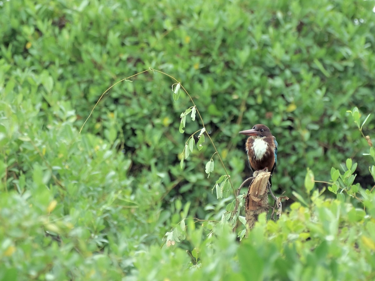 White-throated Kingfisher - ML528993641