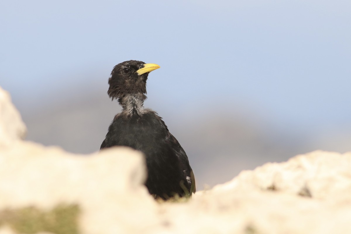 Yellow-billed Chough - ML528995271