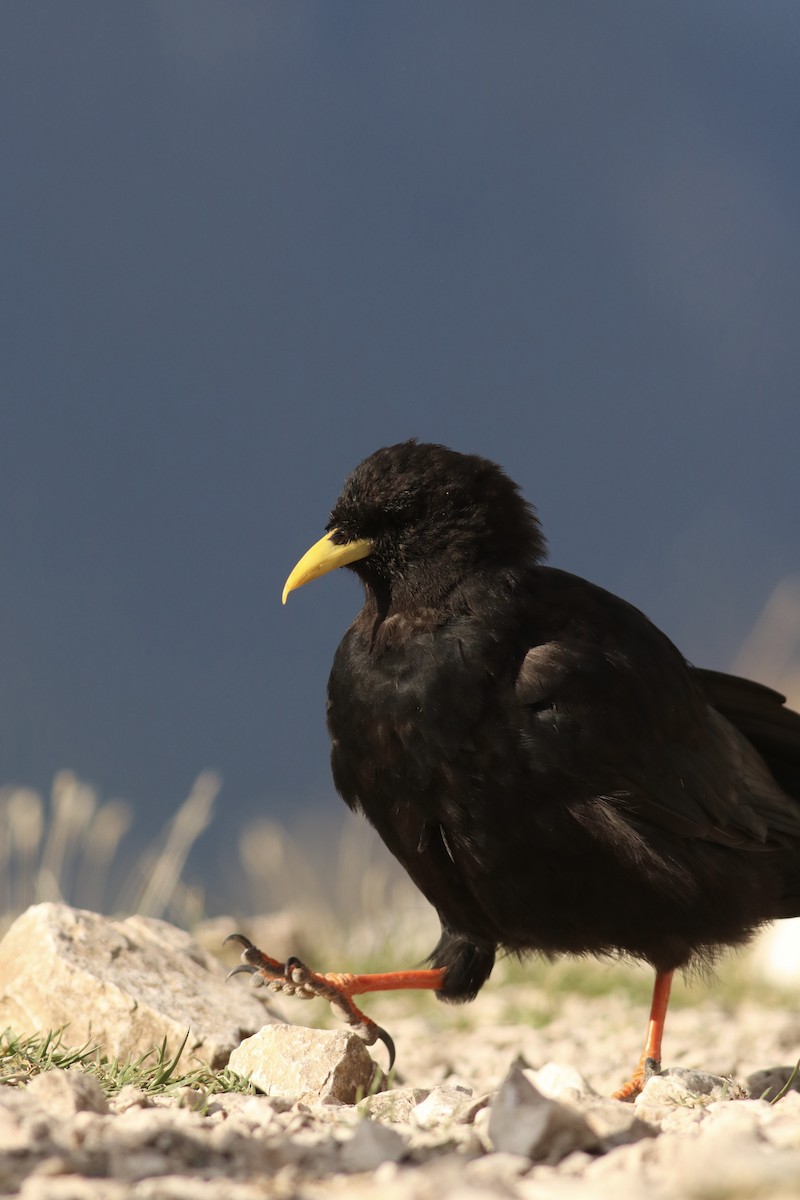 Yellow-billed Chough - ML528995321