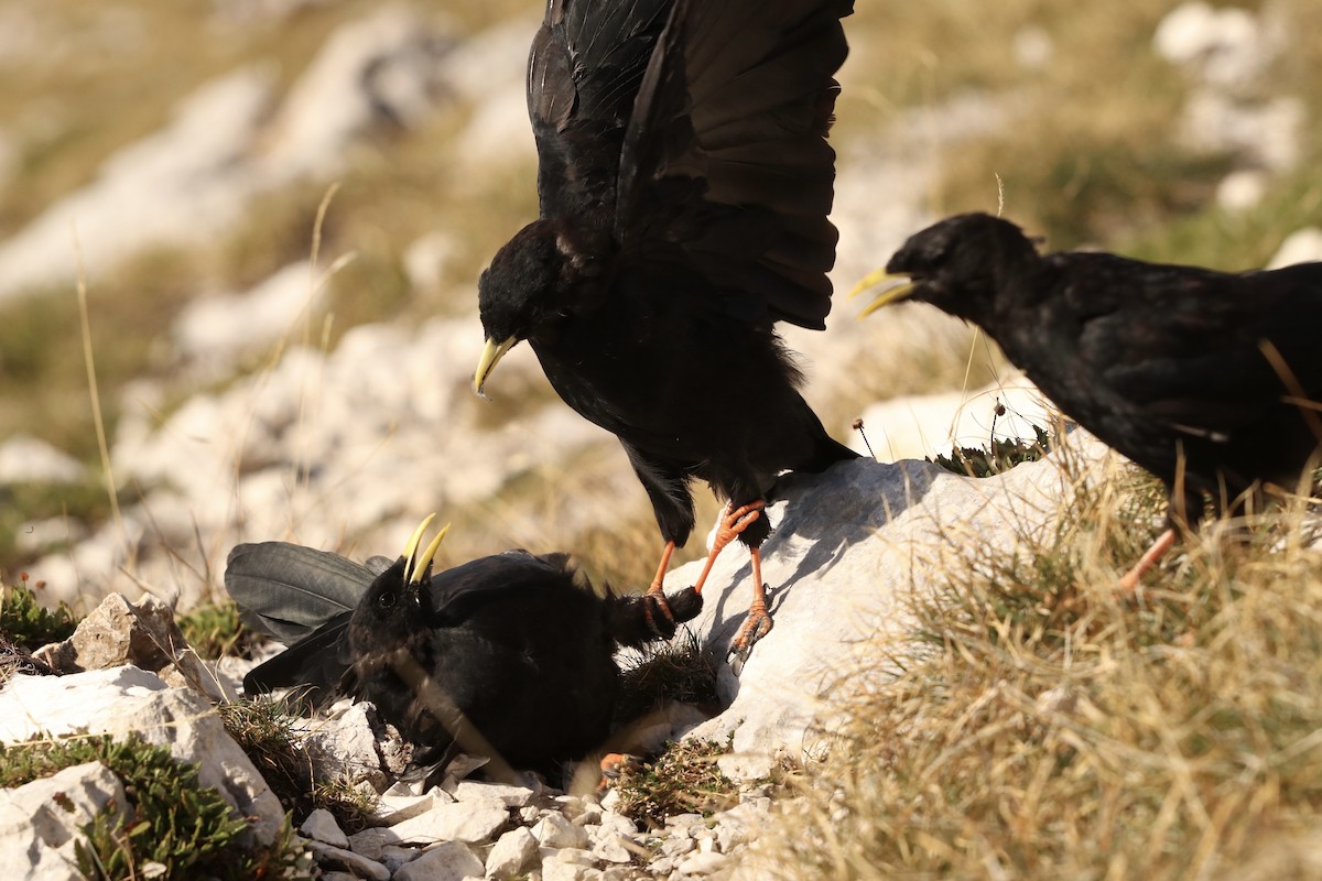 Yellow-billed Chough - ML528995341