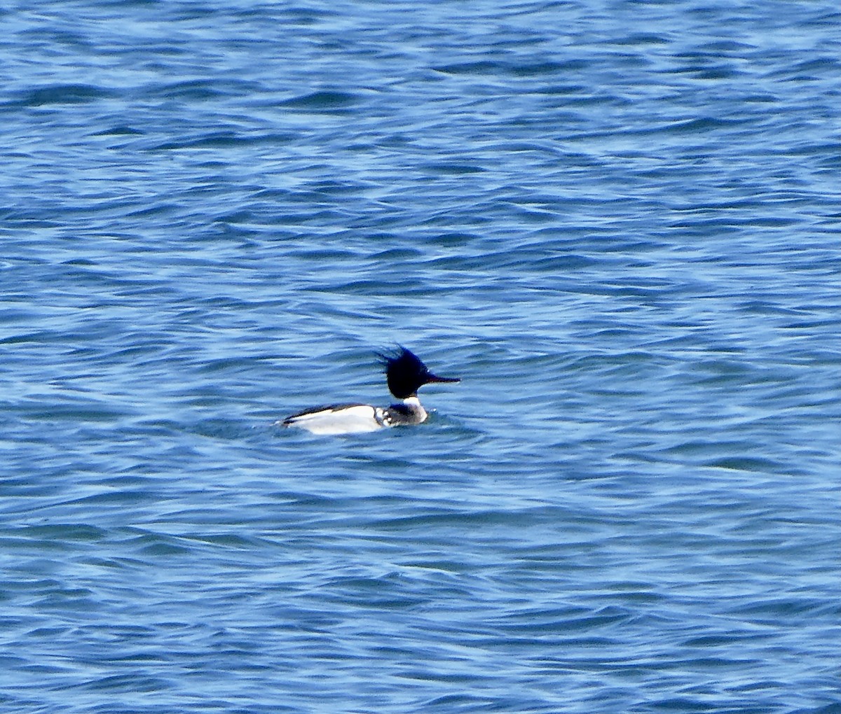 Red-breasted Merganser - ML528996581