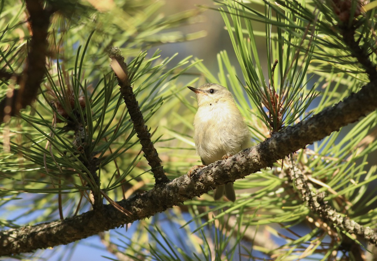 Common Firecrest - ML528997401