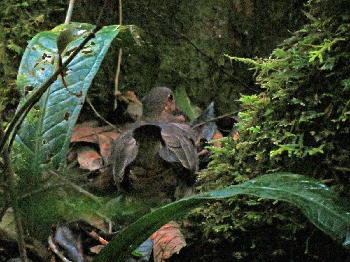 Ruddy Quail-Dove - ML528999411