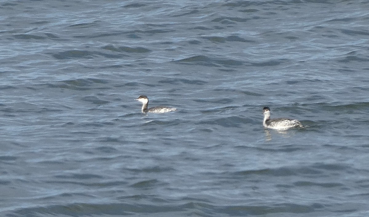 Horned Grebe - ML529000131