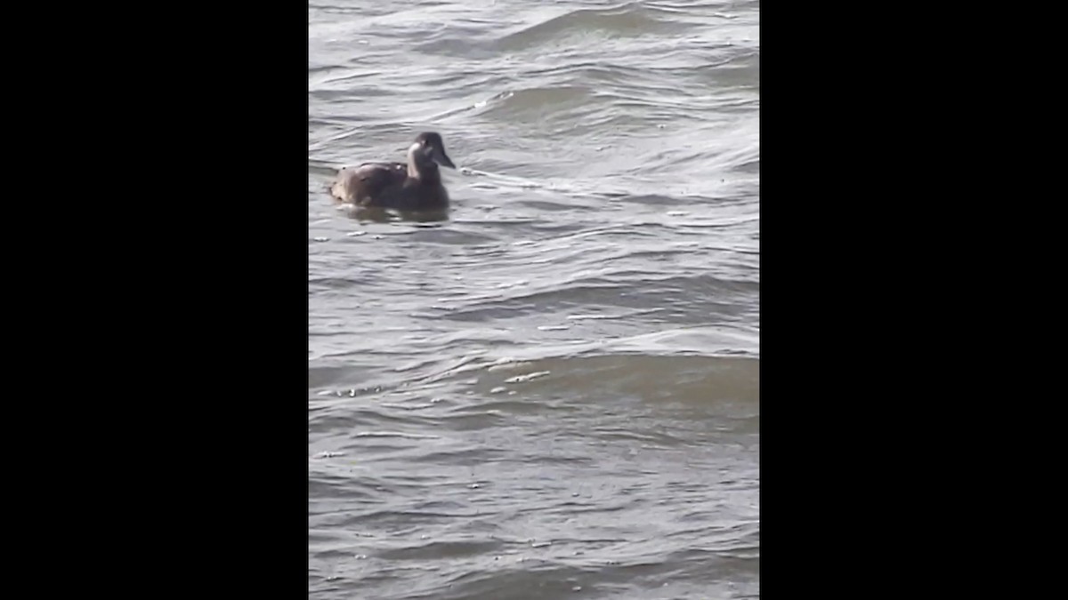 Surf Scoter - Gemma Kelleher