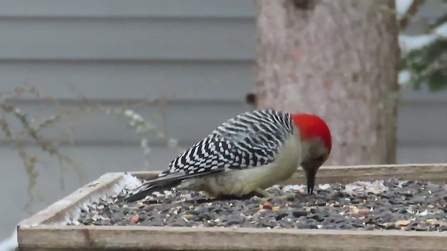Red-bellied Woodpecker - ML529002661