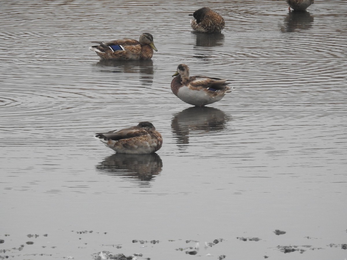 Canard colvert (forme domestique) - ML52900291