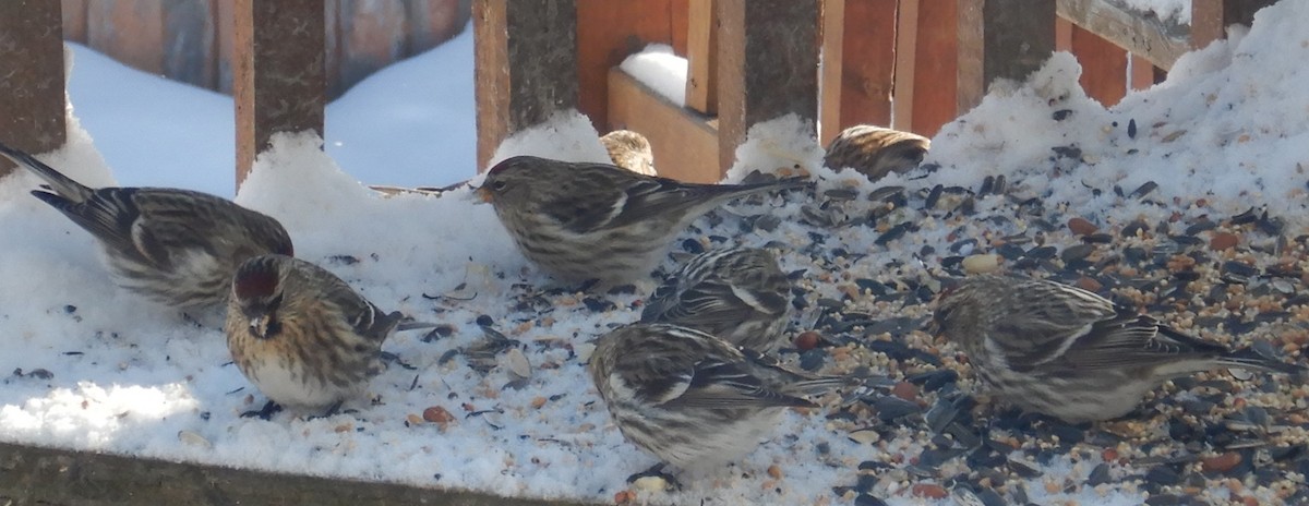 Common Redpoll - ML529004111