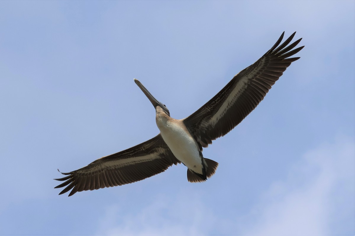 Brown Pelican - ML529005111