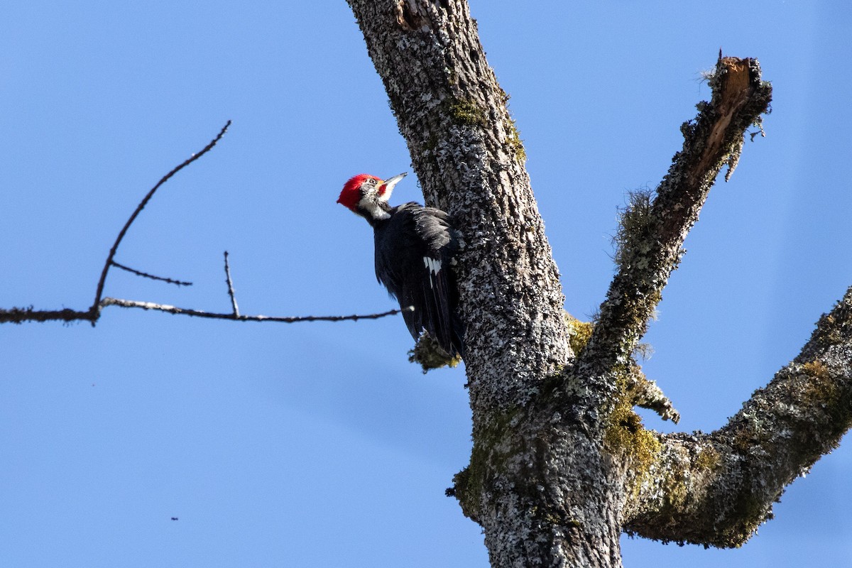 Pileated Woodpecker - ML529005661