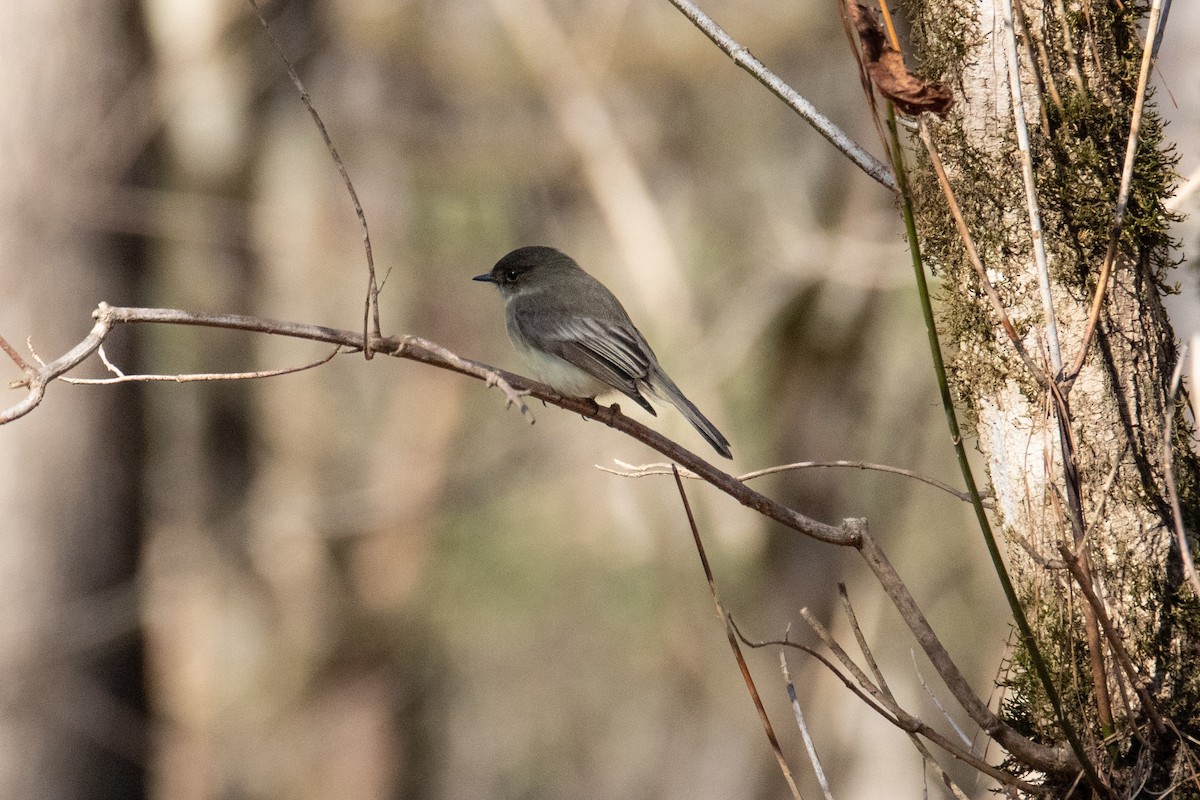 Eastern Phoebe - ML529005731