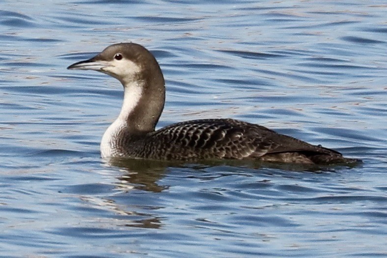 Pacific Loon - ML529005841