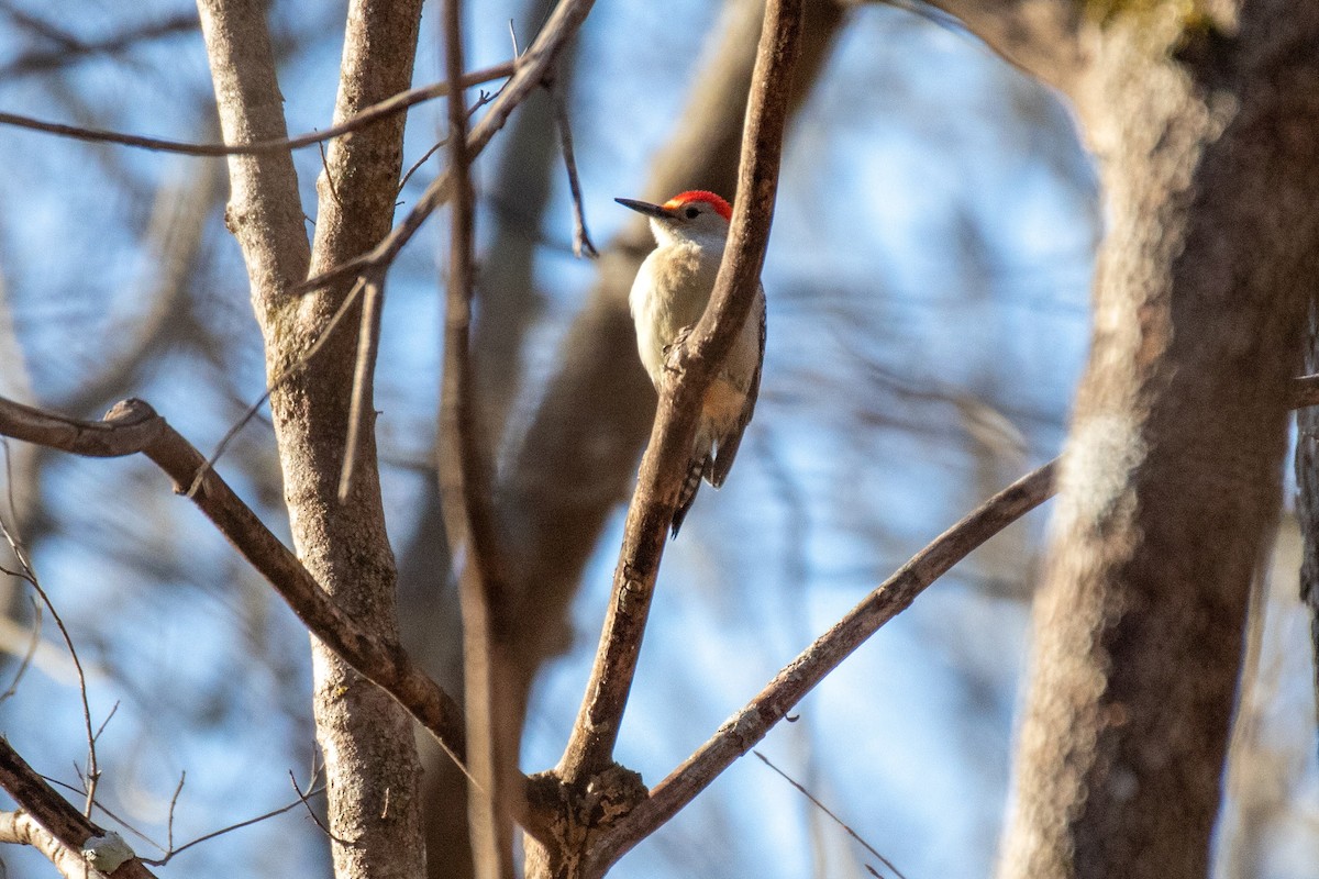 Red-bellied Woodpecker - ML529006031