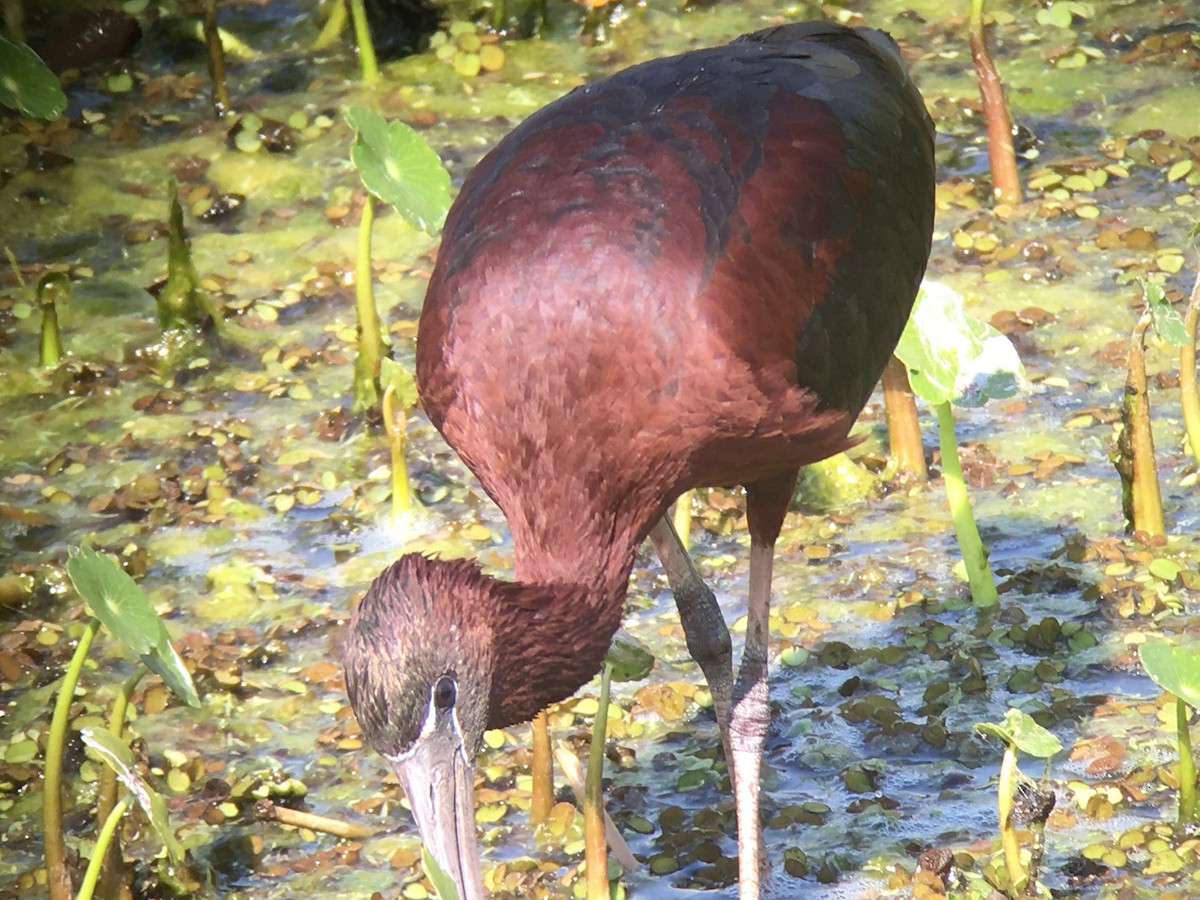 Glossy Ibis - David Simpson