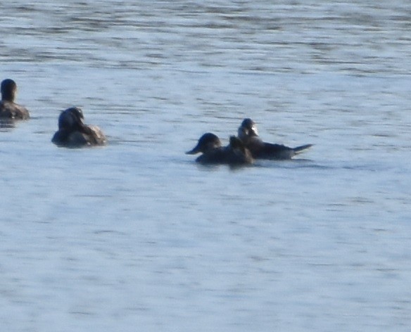 Ruddy Duck - Leonardo Guzmán (Kingfisher Birdwatching Nuevo León)