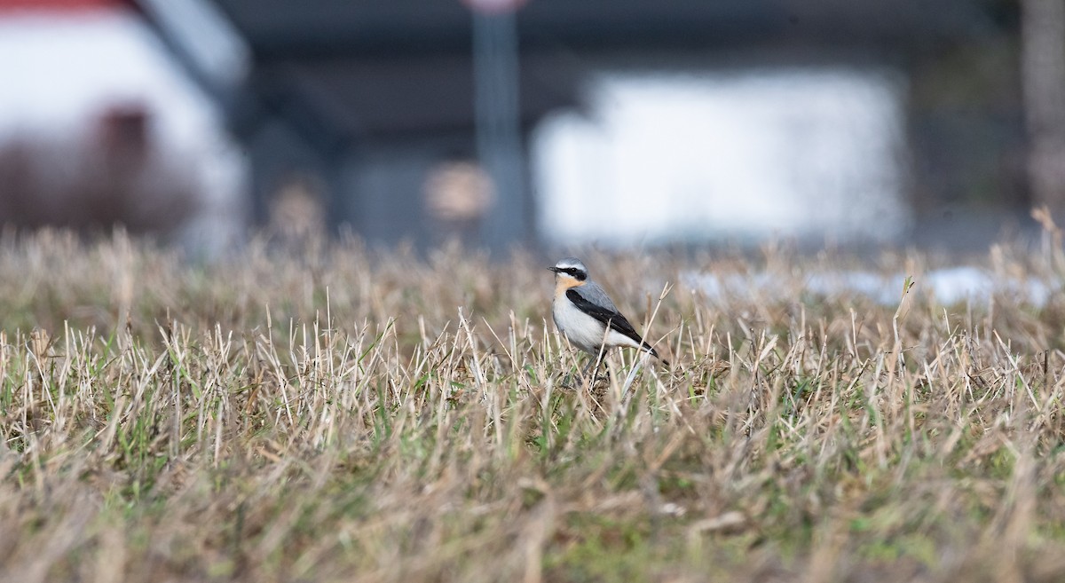 Northern Wheatear (Eurasian) - ML529006791