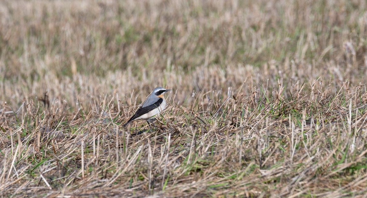 Northern Wheatear (Eurasian) - ML529006801