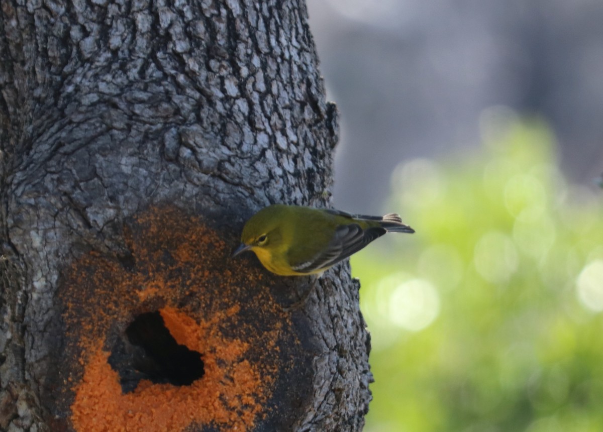 Pine Warbler - ML529007341