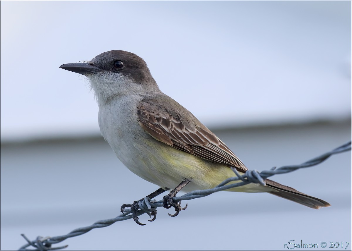 Loggerhead Kingbird - Frank Salmon