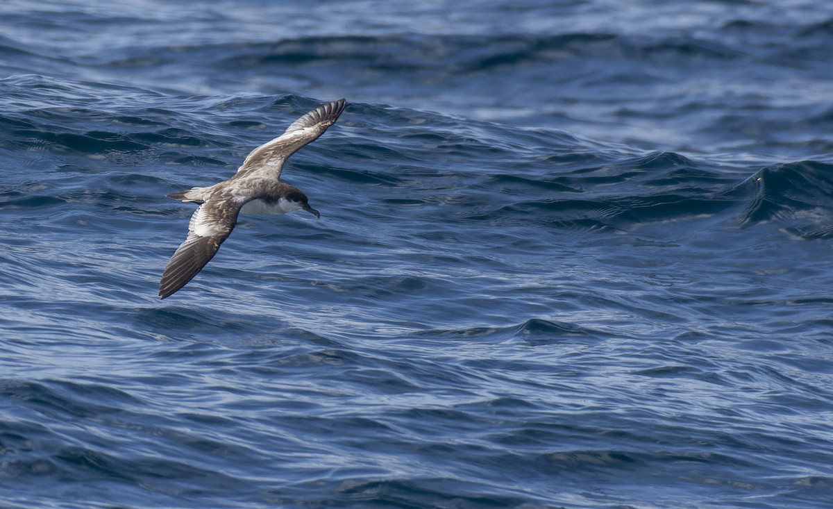 Buller's Shearwater - ML529007431