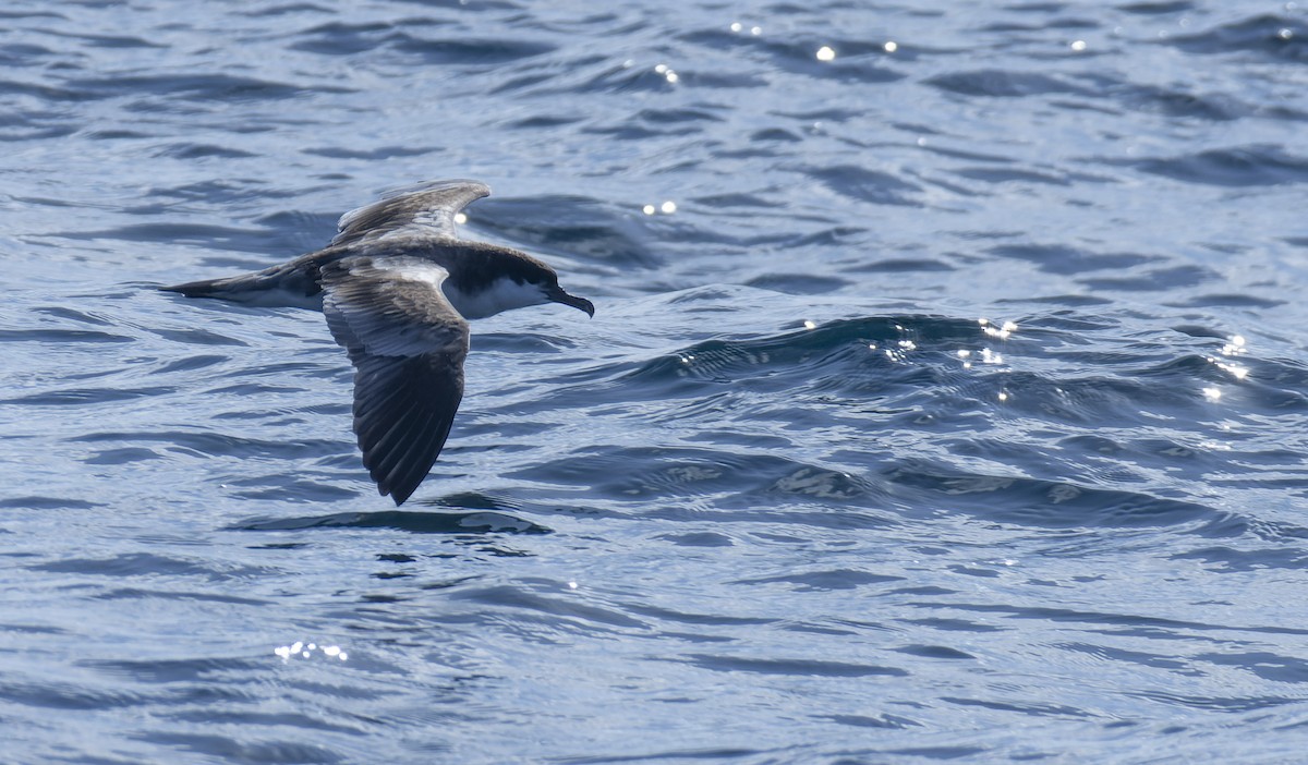 Buller's Shearwater - ML529007441