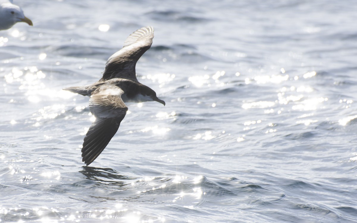 Buller's Shearwater - ML529007461