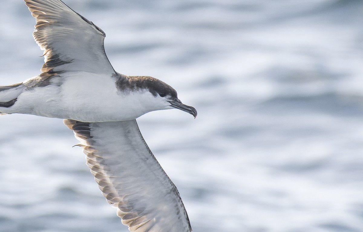 Buller's Shearwater - ML529007511