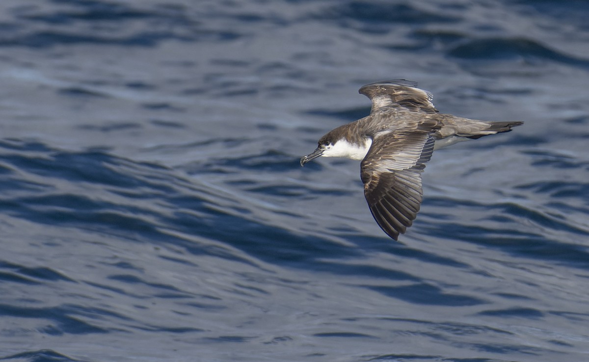 Buller's Shearwater - Marky Mutchler