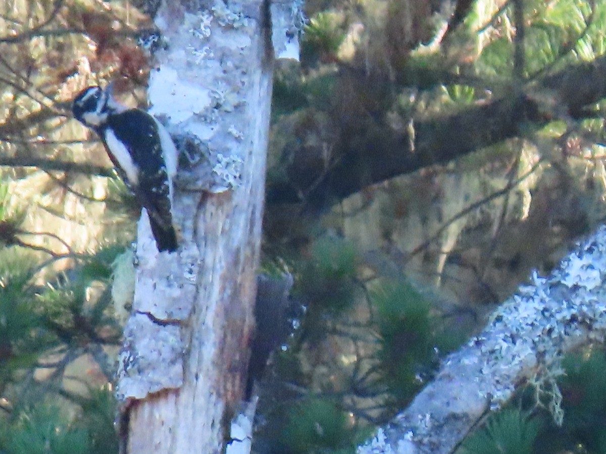 Hairy Woodpecker - ML529008051