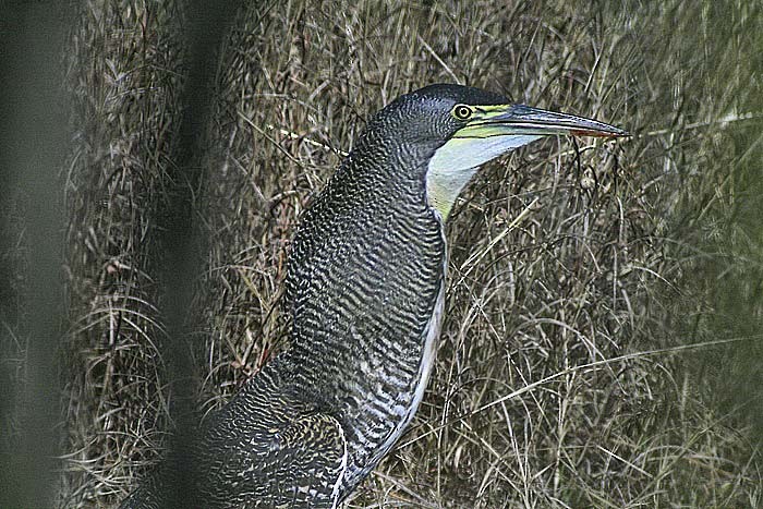 Bare-throated Tiger-Heron - Martin Reid