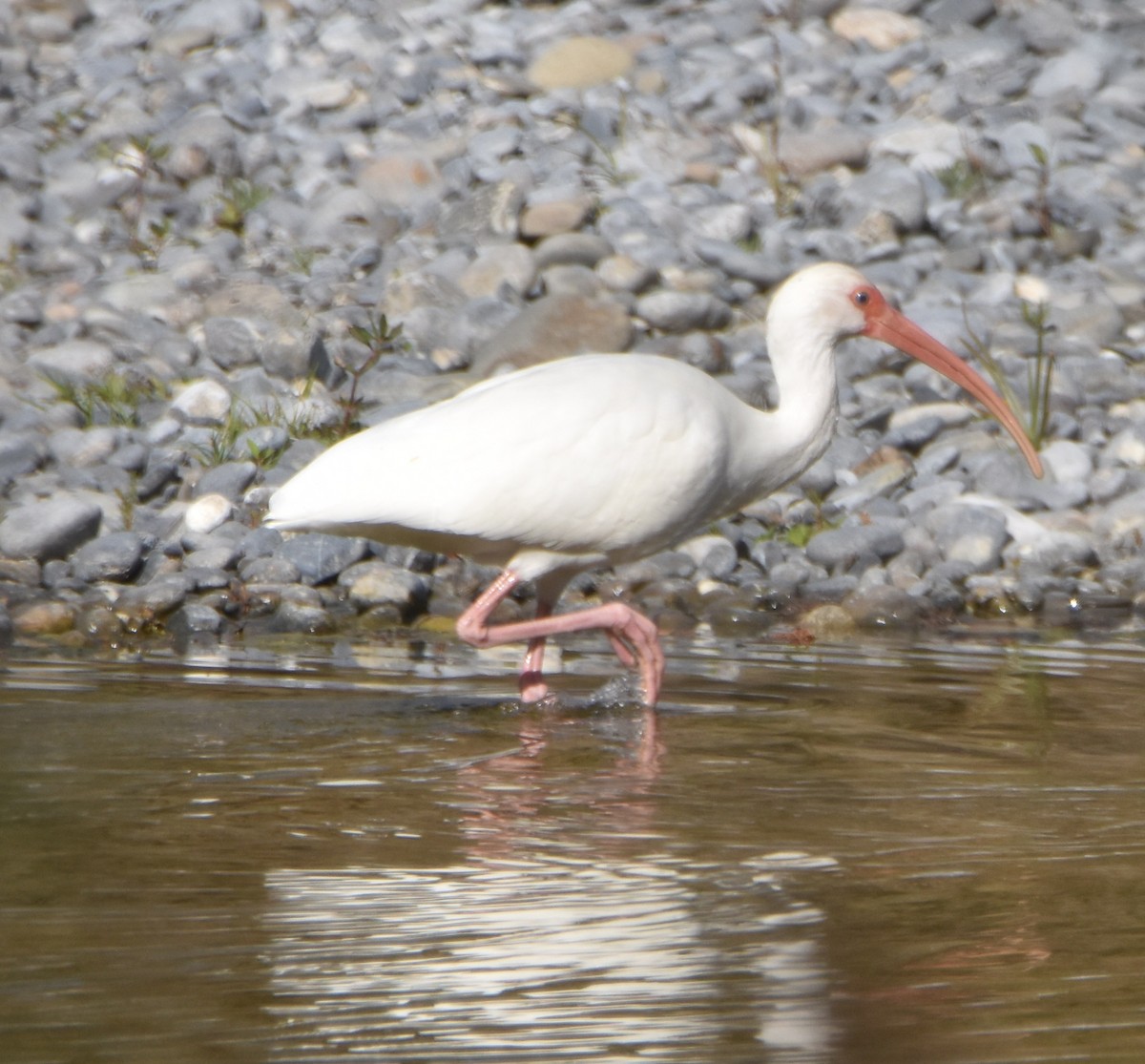 White Ibis - Leonardo Guzmán (Kingfisher Birdwatching Nuevo León)