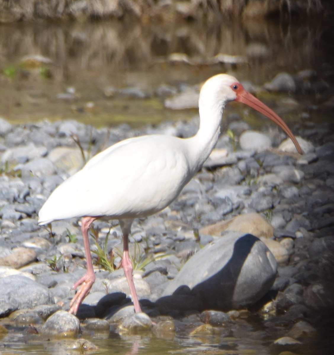 White Ibis - Leonardo Guzmán (Kingfisher Birdwatching Nuevo León)