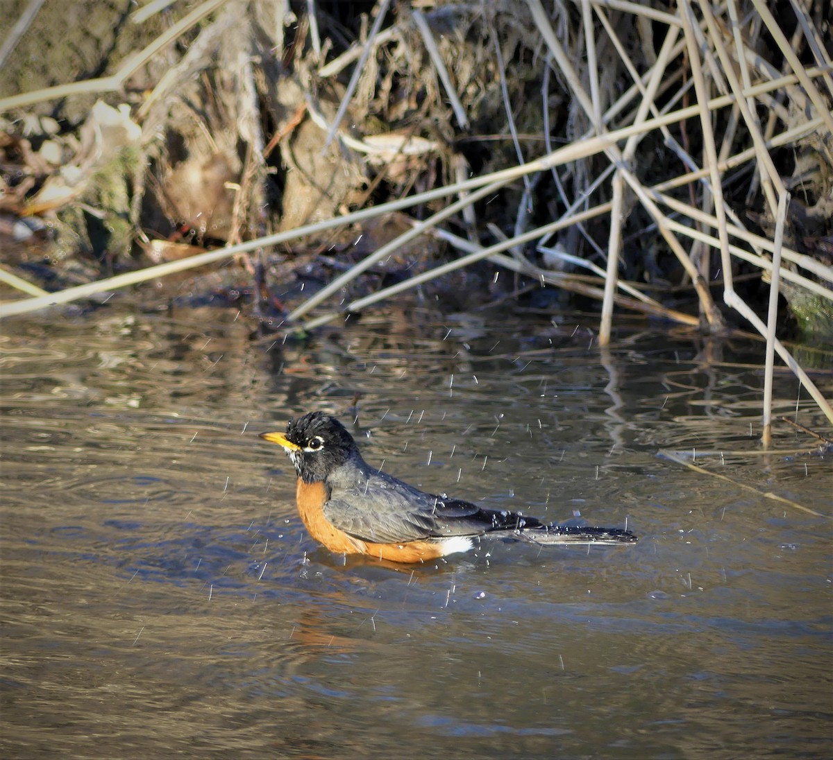 American Robin - ML52900971