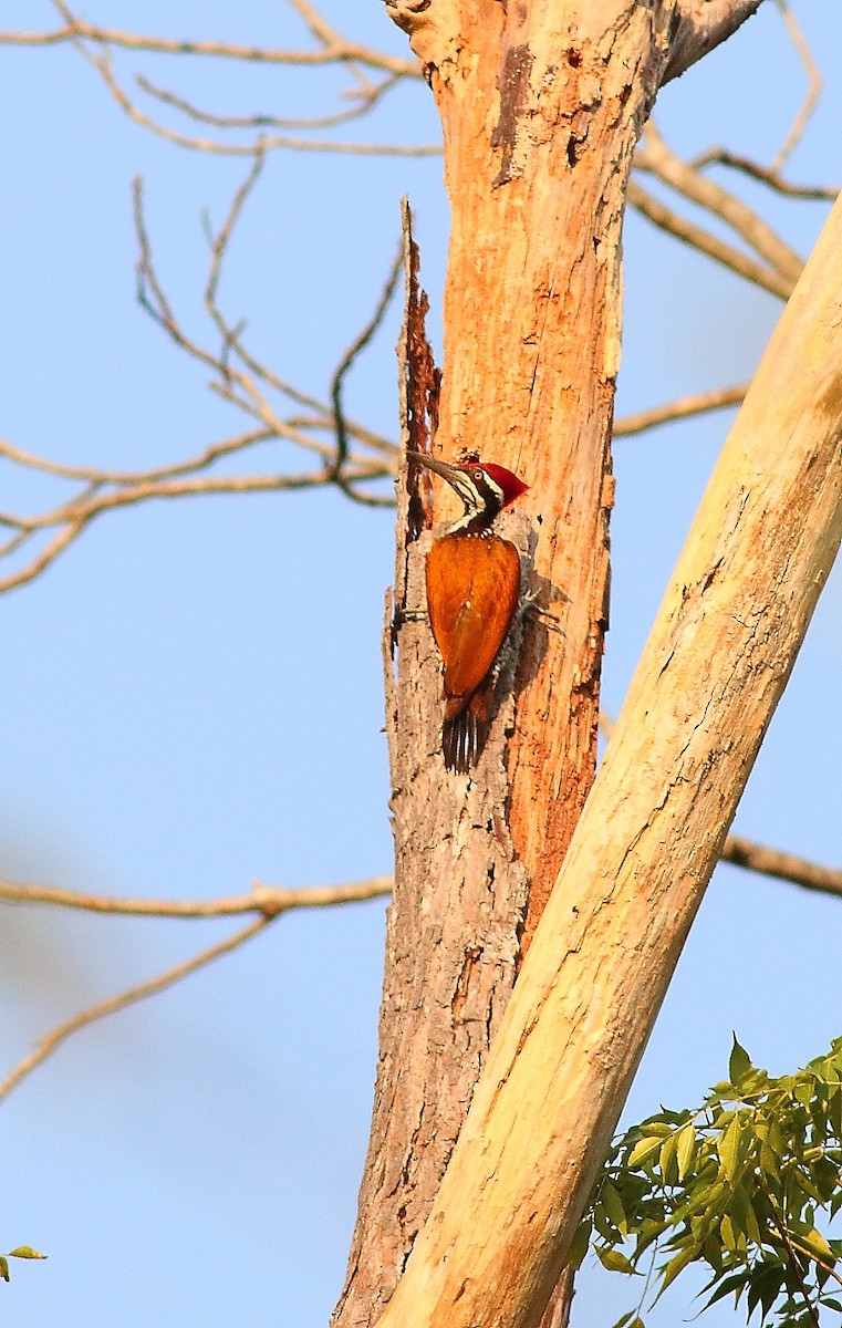 Greater Flameback - Gál Szabolcs