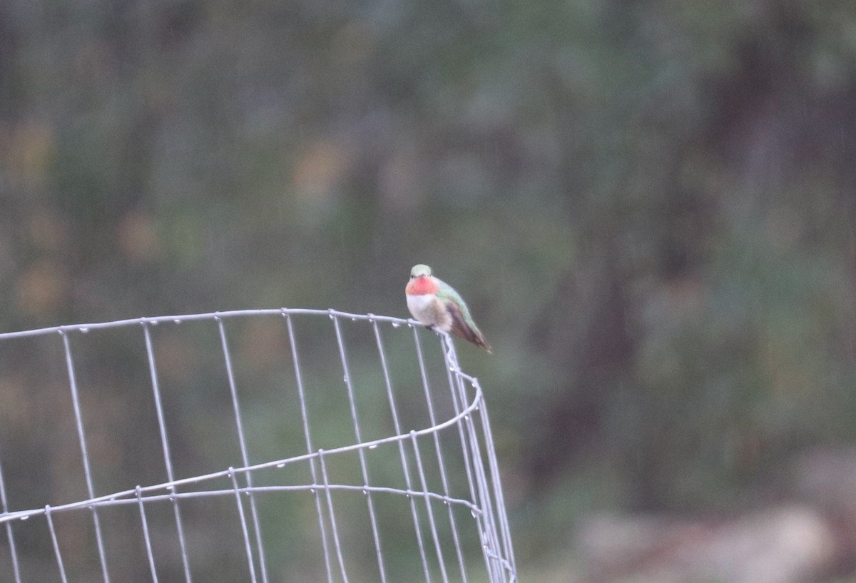 Broad-tailed Hummingbird - ML529012221