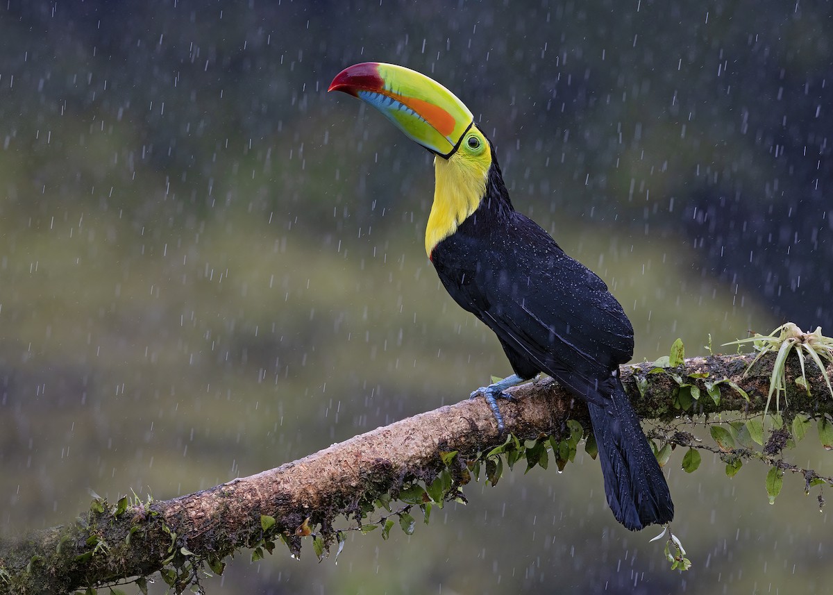 Keel-billed Toucan - ML529013301