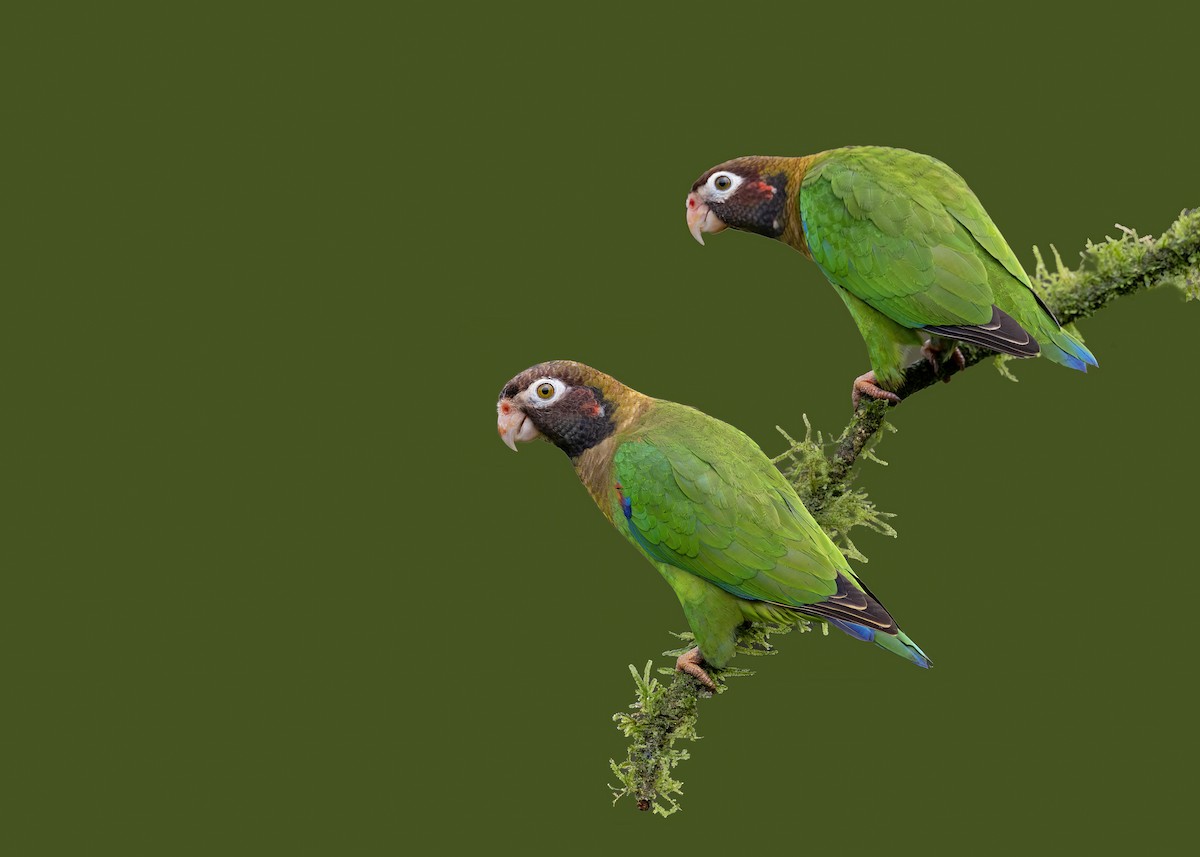 Brown-hooded Parrot - Arpit Bansal