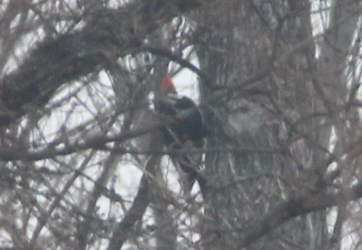 Pileated Woodpecker - ML529013741
